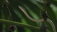 Leptophis mexicanus