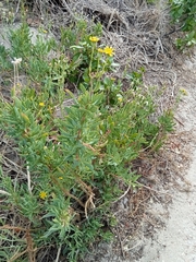 Othonna coronopifolia