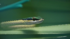 Leptophis mexicanus
