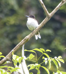 Tyrannus caudifasciatus