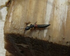 Gauropterus fulgidus