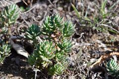 Petrosedum sediforme