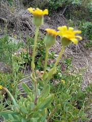 Othonna coronopifolia