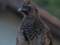 Ortalis squamata