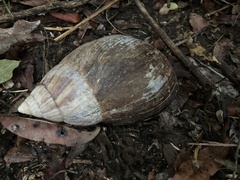 Lissachatina fulica