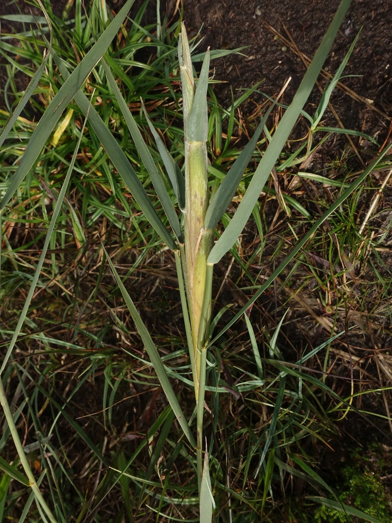 Cigar Gall