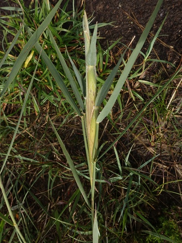 Cigar Gall