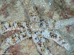 Coscinasterias tenuispina