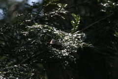 Poecile atricapillus