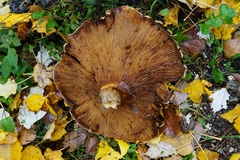 Lactarius turpis