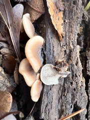 Lentinellus