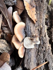 Lentinellus