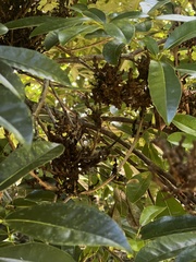 Tabebuia heterophylla