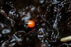 Ostearius melanopygius