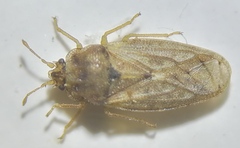 Piesma maculatum
