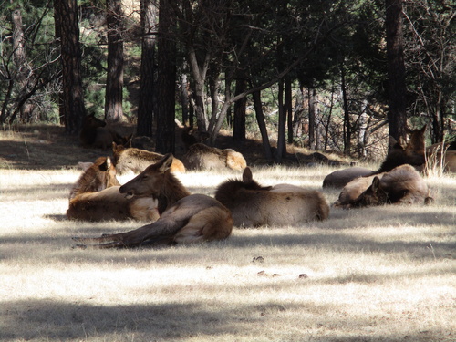 Elk photographed in New Mexico