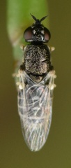 Nemotelus notatus