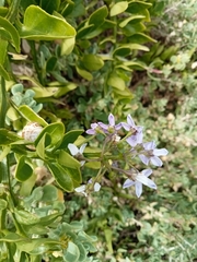 Solanum africanum