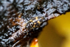 Litargus