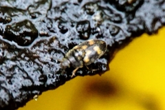 Litargus