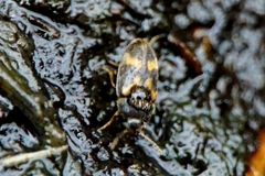 Litargus