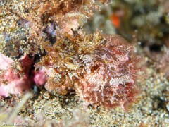 Hippocampus hippocampus