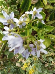 Solanum africanum