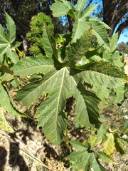 Ricinus