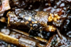 Litargus