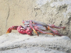 Grapsus adscensionis