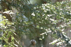 Poecile atricapillus