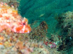 Hippocampus hippocampus