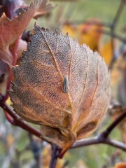 Balcanocerus crataegi