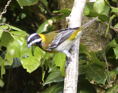 Spindalis portoricensis