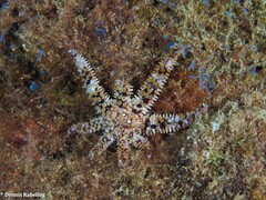Coscinasterias tenuispina