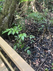 Pterocarpus officinalis