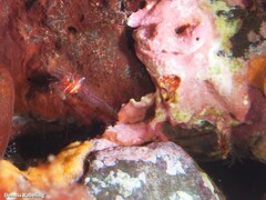 Eualus occultus
