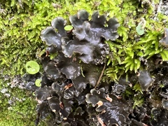 Peltigera neckeri