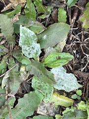 Plantago