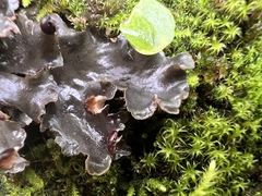 Peltigera neckeri