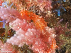 Hippocampus hippocampus