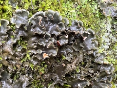 Peltigera neckeri