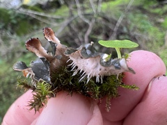 Peltigera neckeri
