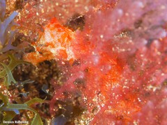 Hippocampus hippocampus