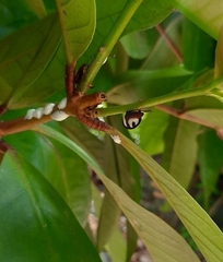 Membracis foliatafasciata