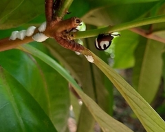 Membracis foliatafasciata