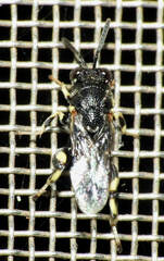 Chalcididae