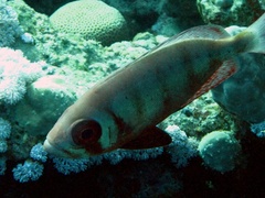 Priacanthus