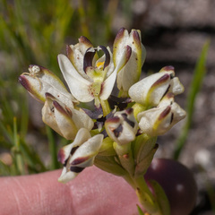 Disa bivalvata