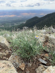 Erigeron abajoensis